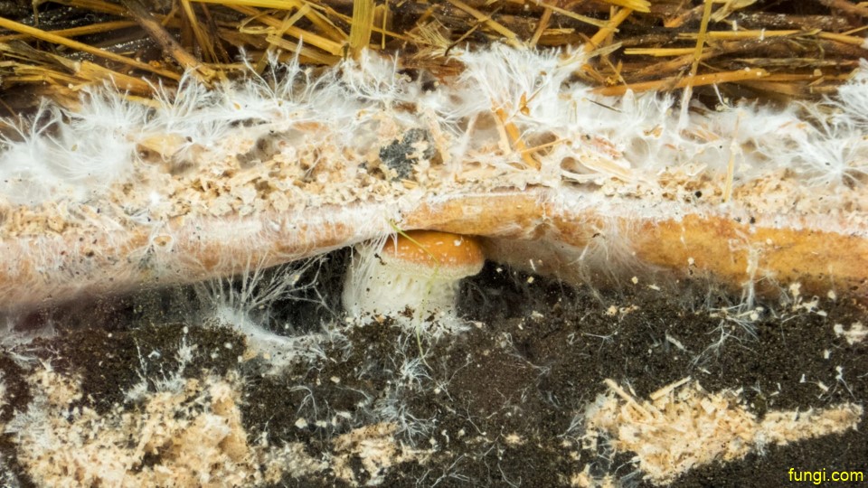 Mushrooms cultivation unlock nutrients for other members of the ecological community service16