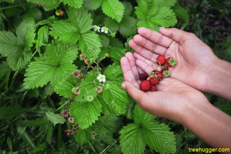 Wild strawberries, wild garlic, clover, thyme, oregano, mints, lucerne, herbal teas... service16