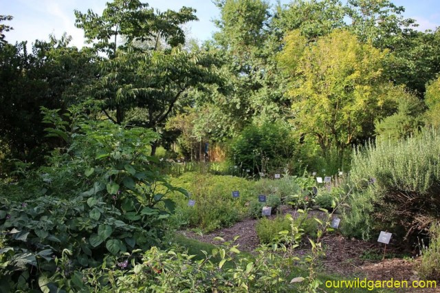 More than 500 fruit trees will be planted in our food forest + 400 trees across the property. service16