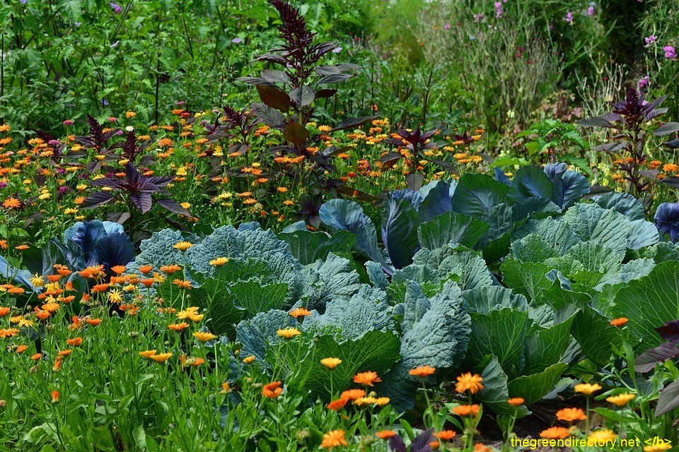 The most active layer. Perennial and annual edible plants heaven. service16