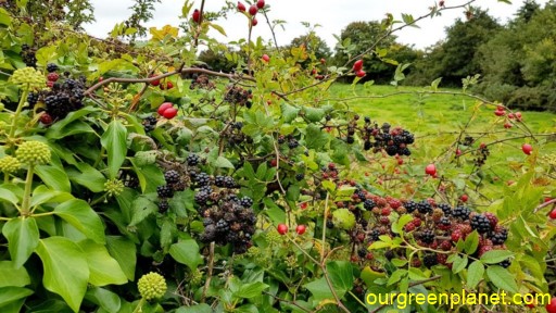 800 + plants of shrubs -Vitamins, minerals, and antioxidants. service16