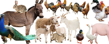 Petting Zoo